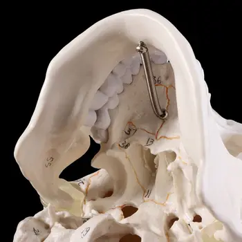 Življenje Velikosti Človeške Lobanje Anatomski Model Anatomijo Medicinske Poučevanja Okostje Glavo Študij Poučevanje, Potrebščine