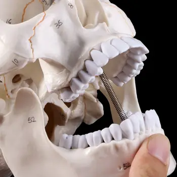 Življenje Velikosti Človeške Lobanje Anatomski Model Anatomijo Medicinske Poučevanja Okostje Glavo Študij Poučevanje, Potrebščine
