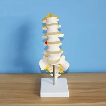 Človekove Anatomski Ledvenih Vretenc Model Repna Vretenca Anatomijo Medicinske poučevanje, potrebščine, 15.5x11.5x7.5 cm