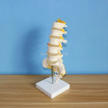 Človekove Anatomski Ledvenih Vretenc Model Repna Vretenca Anatomijo Medicinske poučevanje, potrebščine, 15.5x11.5x7.5 cm