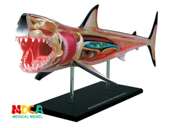 Shark 4d master Sestavljanje puzzle igrača Živali Biologijo organ anatomski model medicinski model poučevanja