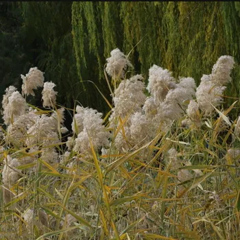 Plume 30-40 cm poroko pampe travo šopek božični okraski, cvet kup pampe travo, naravno sušene reed rastlin