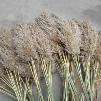 Plume 30-40 cm poroko pampe travo šopek božični okraski, cvet kup pampe travo, naravno sušene reed rastlin