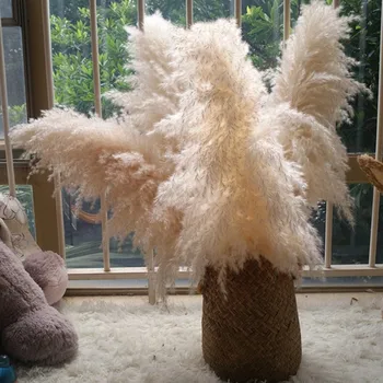 5PCS 80 cm Doma Dekor Reed Rastline Valentinovo zabavo Dekoracijo Naravno Sušene Big Pampe Travo Phragmites Poročni Obred