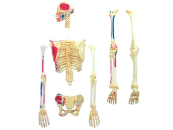Okostje 4d master Sestavljanje puzzle igrača človeško telo organa anatomski model medicinski model poučevanja