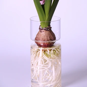 Jasno Hyacinth Steklena Vaza Cvet Planter Pot DIY Terarija Posodo Mikro Krajine Pravljice Vrt DIY Terarija Namizne Dekoracije