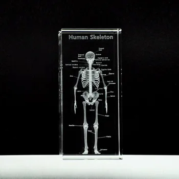 Človekove Anatomski Anatomija Skelet Modela K9 Kristalno Laserski 3D Notranji Kip, Kiparstvo Figurice Miniature Kristalno Umetnosti Obrti