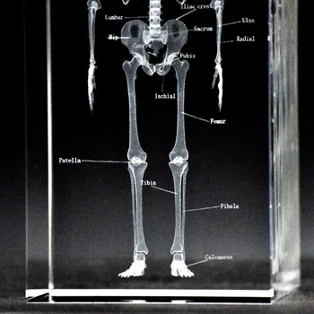 Človekove Anatomski Anatomija Skelet Modela K9 Kristalno Laserski 3D Notranji Kip, Kiparstvo Figurice Miniature Kristalno Umetnosti Obrti