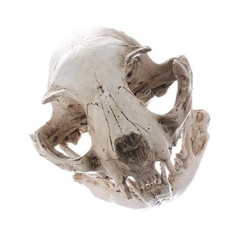 Realno Mačka Lobanje Smolo Replika Poučevanja Skelet Modela Akvarij Ornament