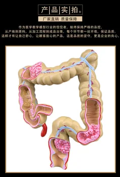 4D Človeško Življenje Velikost Možganov anatomija organov Anatomski Model Medicinske lobanje okostje anatomski Model Debelega črevesa s Trendi