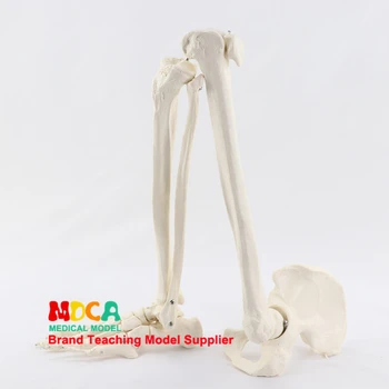 Noge in stopala skupni model z golenice fibula medenico in stegnenico človeški skelet modela medicinske poučevanja MJG006