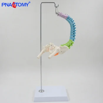 Prilagodljiv človeške hrbtenice model 45 cm hrbtenice ledvenih vretenc anatomski model anatomija medenice okostje barve z bazo PNATOMY