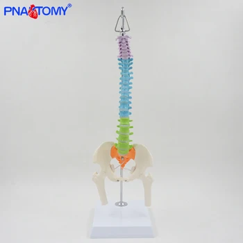 Prilagodljiv človeške hrbtenice model 45 cm hrbtenice ledvenih vretenc anatomski model anatomija medenice okostje barve z bazo PNATOMY