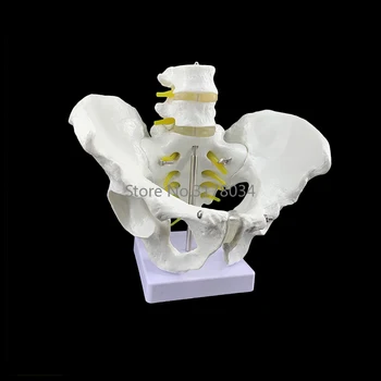Moški Anatomija Medenice Medenične Kosti Anatomski Anatomija Lobanje Kiparstvo Medicinski Model z Ledvene Hrbtenice 18x28x23cm